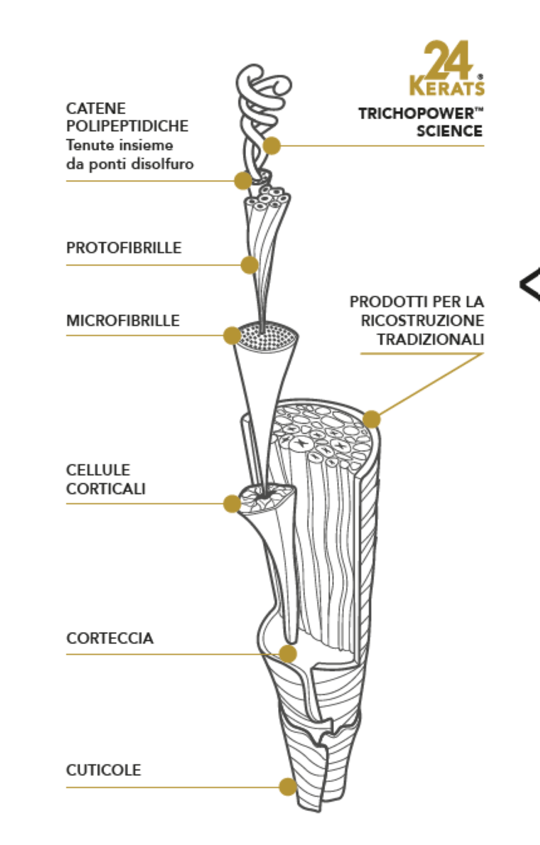 composizione del capello